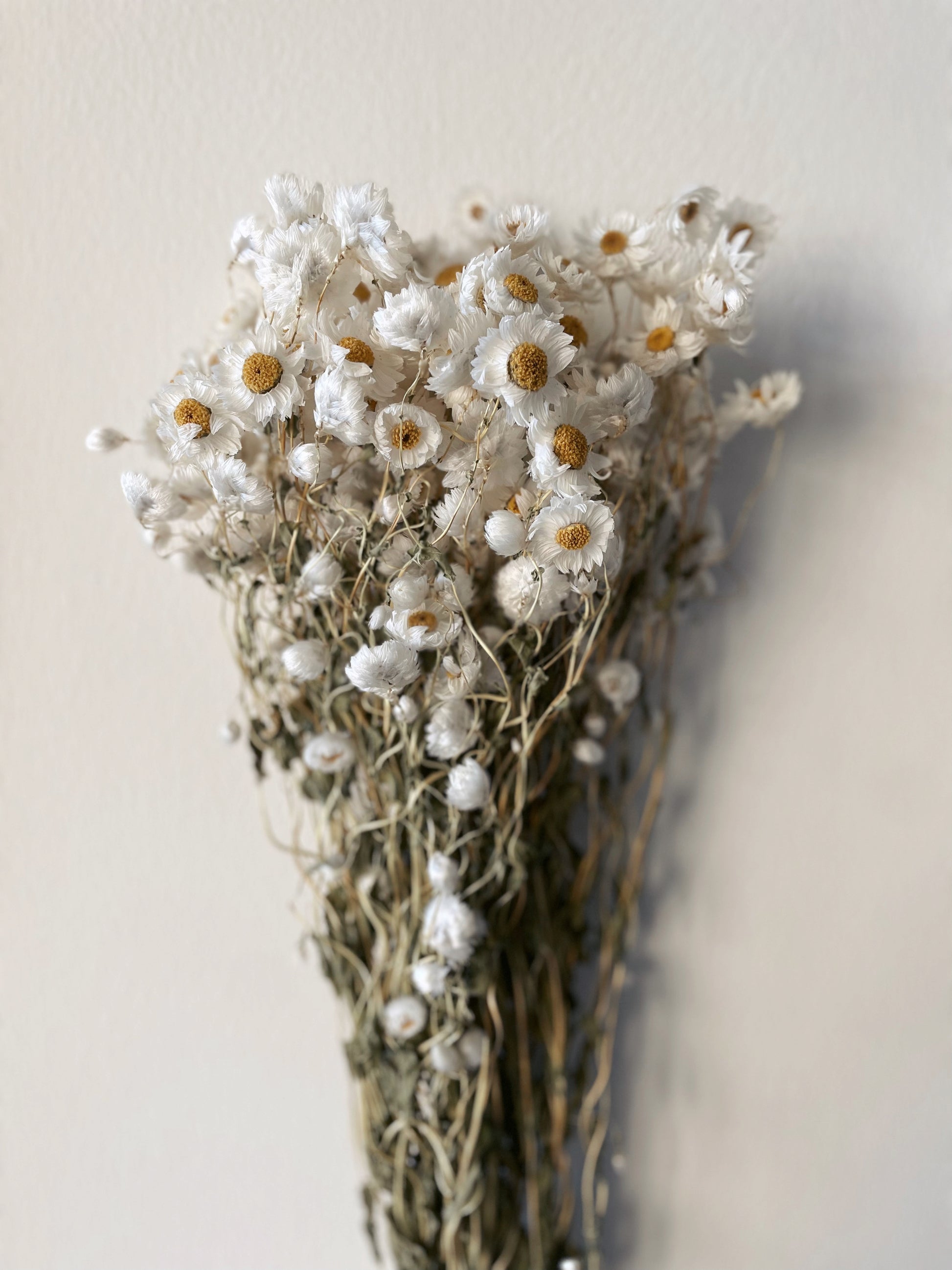 Daisy Dried Flowers, Natural Dry Flower