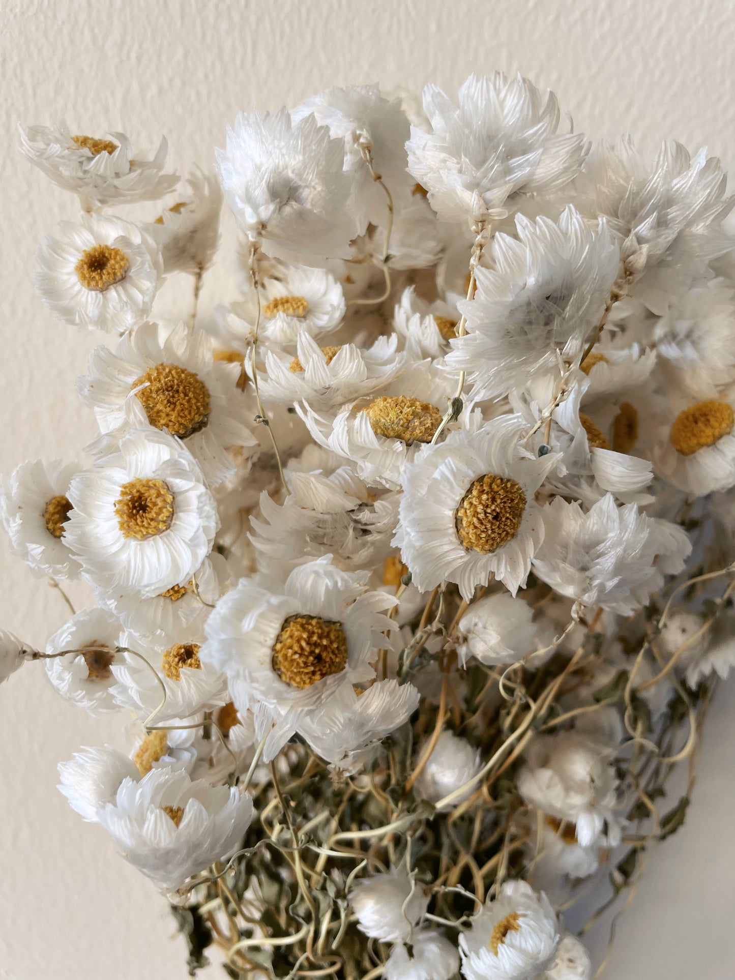 Dried Daisies Bunch / DRIED flowers UK – DRIED Limited